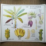Rossignol pedagogical poster "The banana and pineapple" vintage.