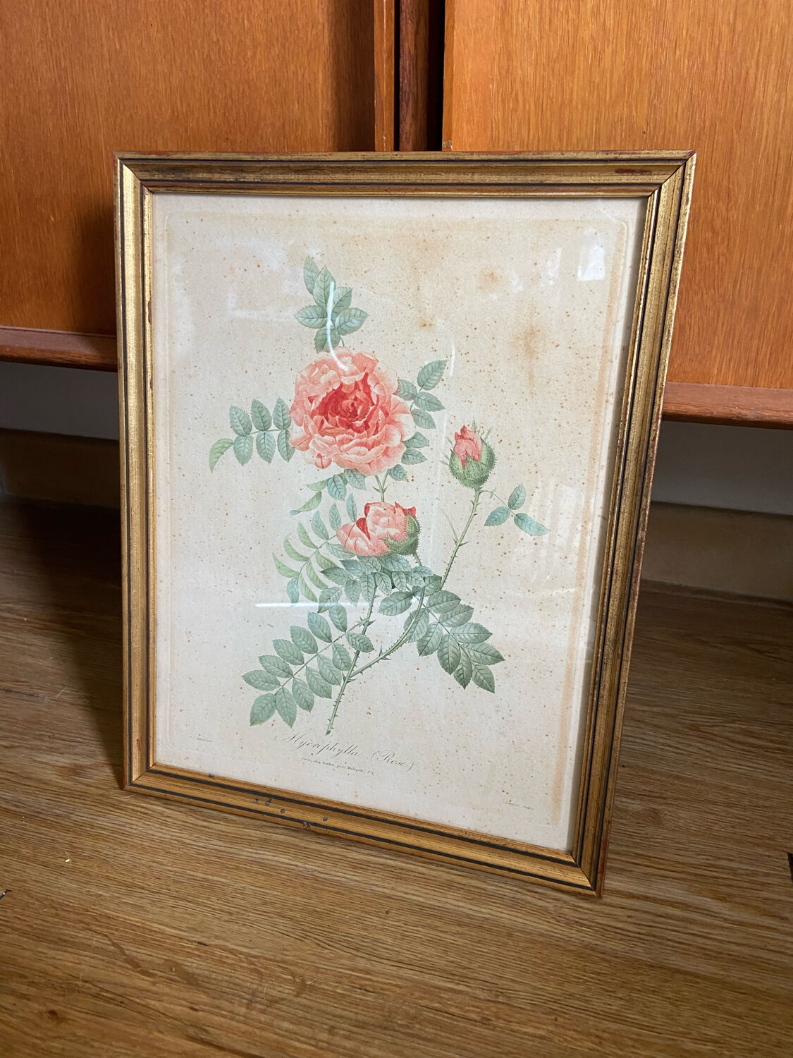 Ancient botanical poster