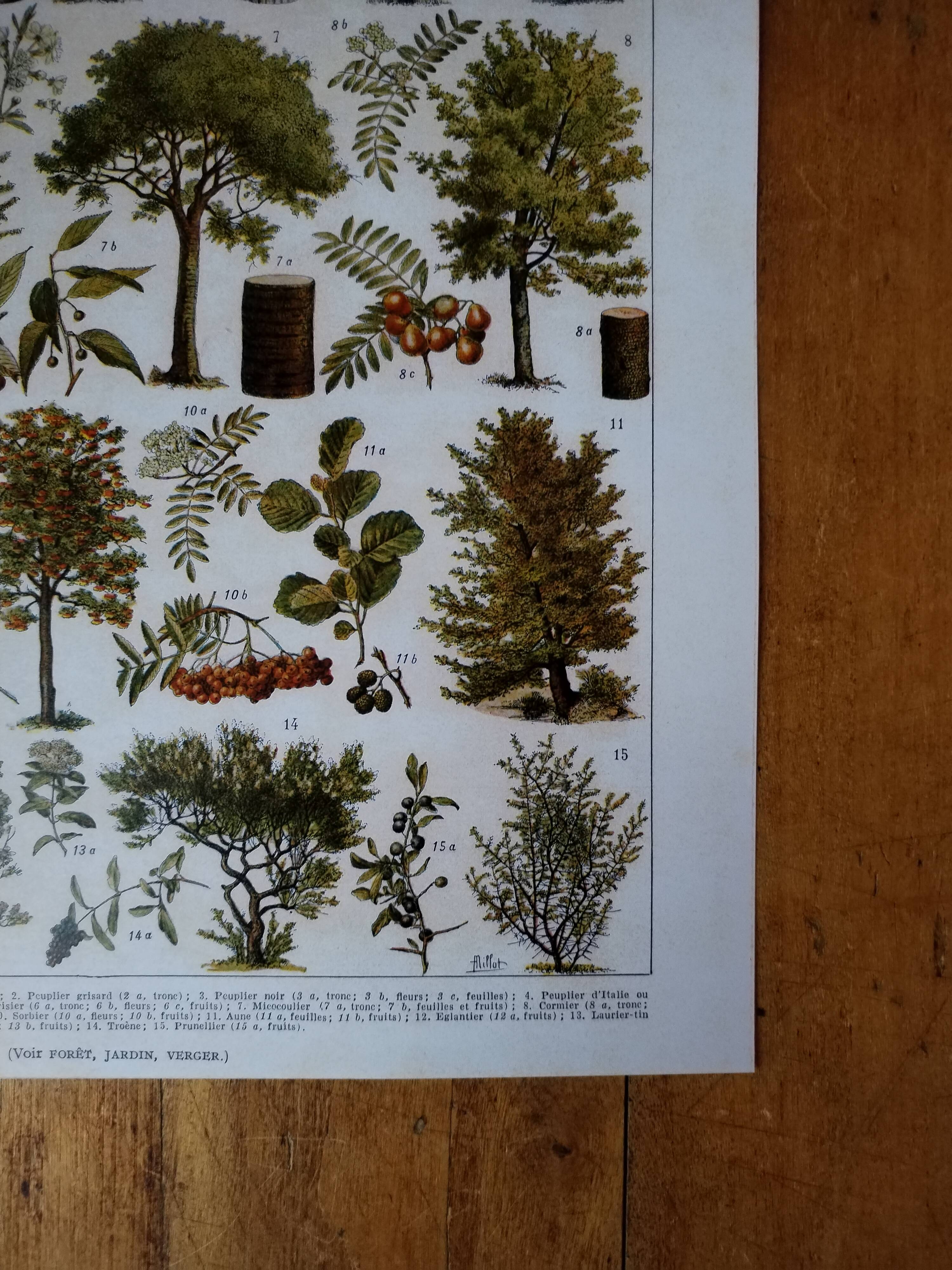 Original lithograph on trees