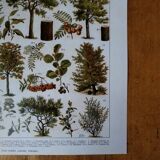 Original lithograph on trees