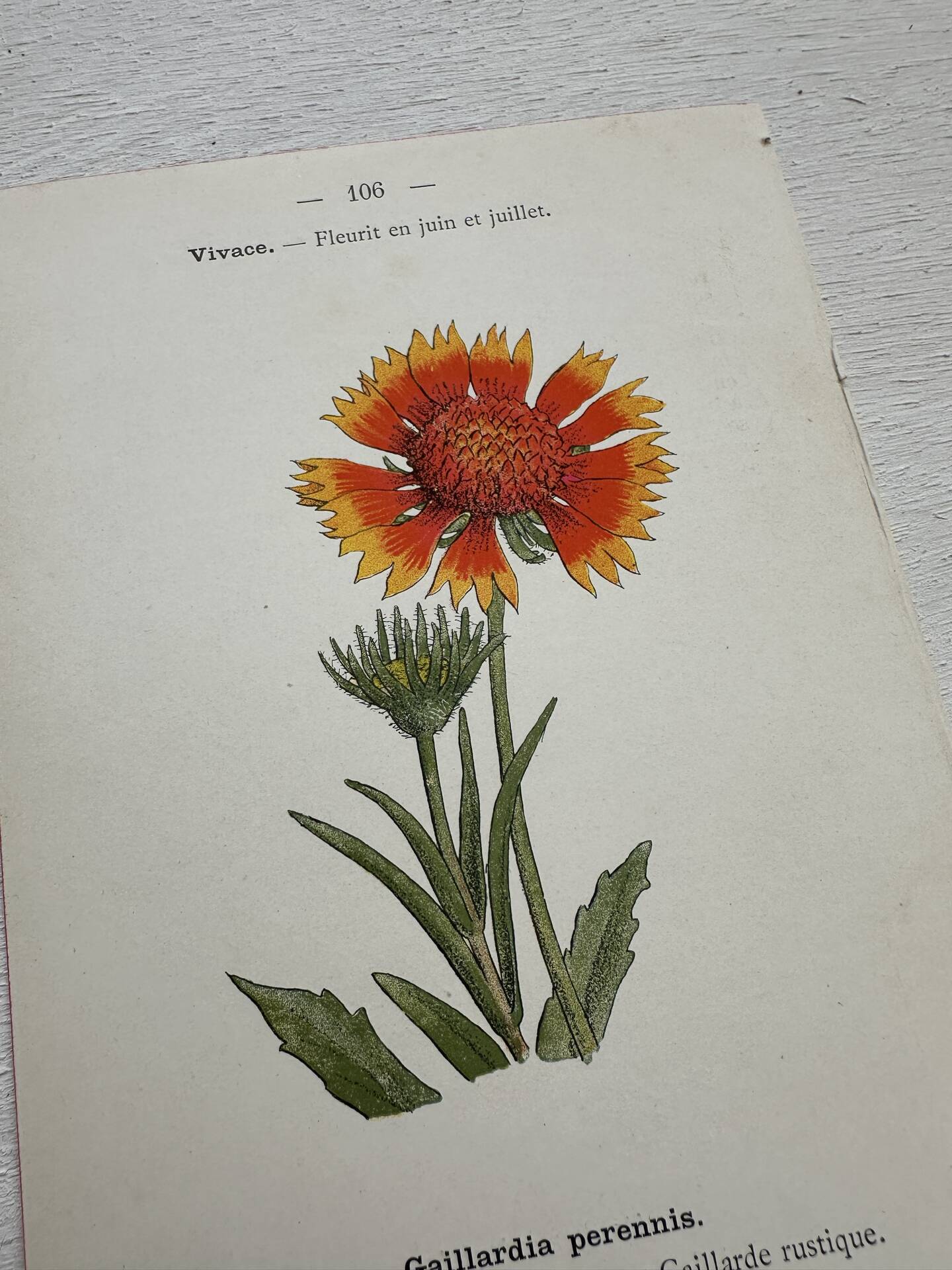 Botanical Plate 1800 Old Naturalist Engraving 19th Century Double-Sided