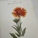 Botanical Plate 1800 Old Naturalist Engraving 19th Century Double-Sided