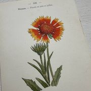Botanical Plate 1800 Old Naturalist Engraving 19th Century Double-Sided