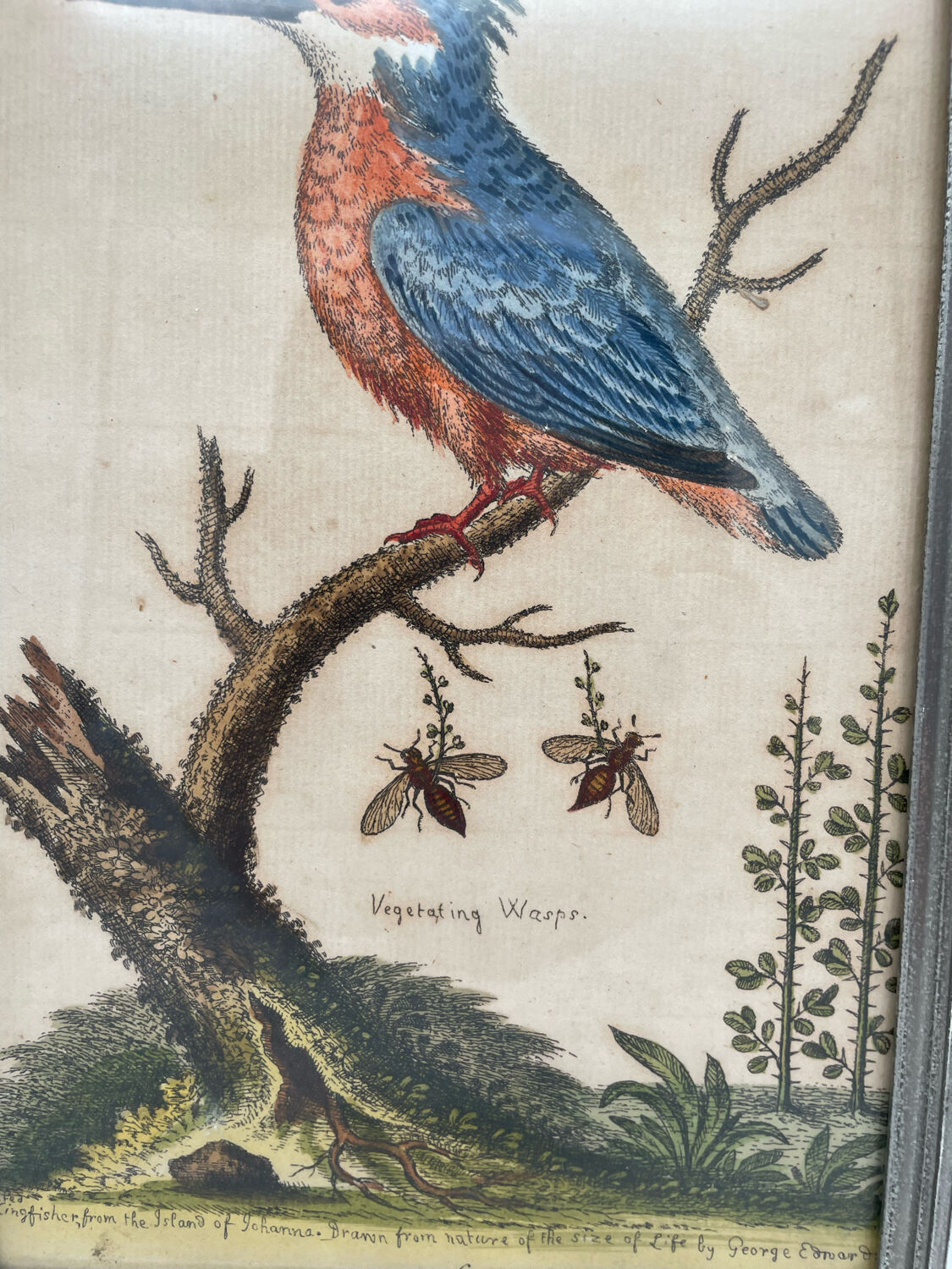 Antique engraving of bird naturalist, by Georges Edwards.