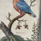 Antique engraving of bird naturalist, by Georges Edwards.