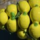 Centrepiece lemons/large fruit bowl in majolica