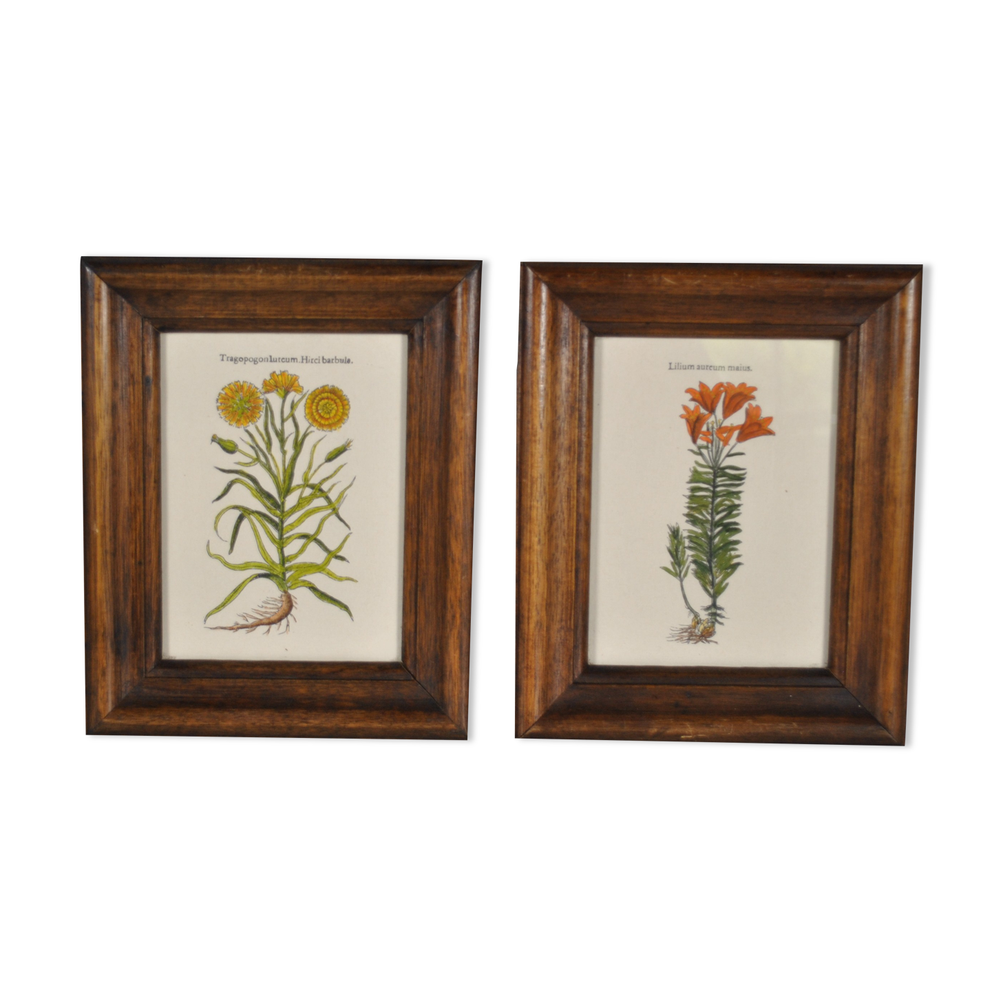 Botanical illustration tables 1960