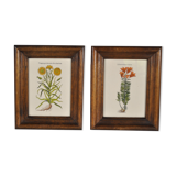 Botanical illustration tables 1960