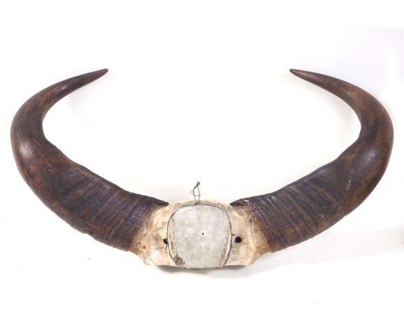 mentalitet Skråstreg overdrive Old buffalo horns | Selency