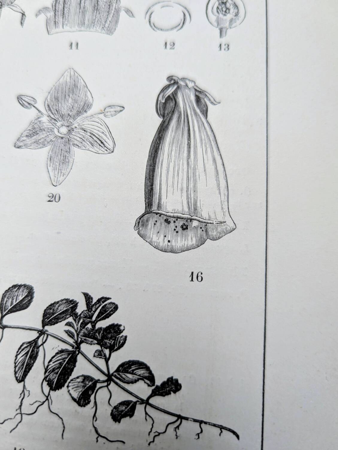 Imprimée en 1889, les scrophularinées. Planche botanique ancienne.