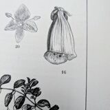 Imprimée en 1889, les scrophularinées. Planche botanique ancienne.