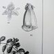 Printed in 1889, the Scrophulariaceae. Antique botanical plate.