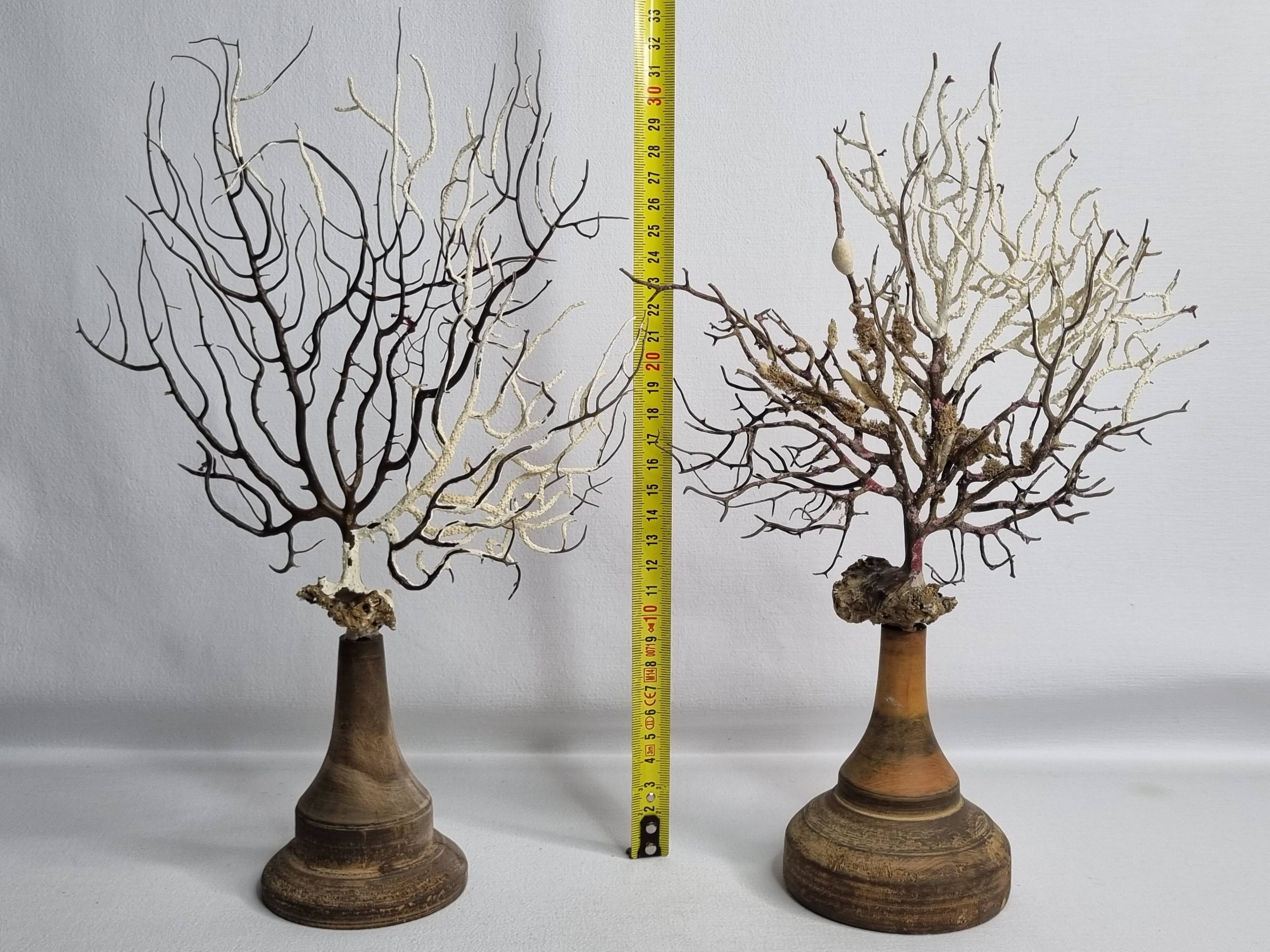 Pair of gorgonian corals, fan corals, on wooden bases, 32 cm