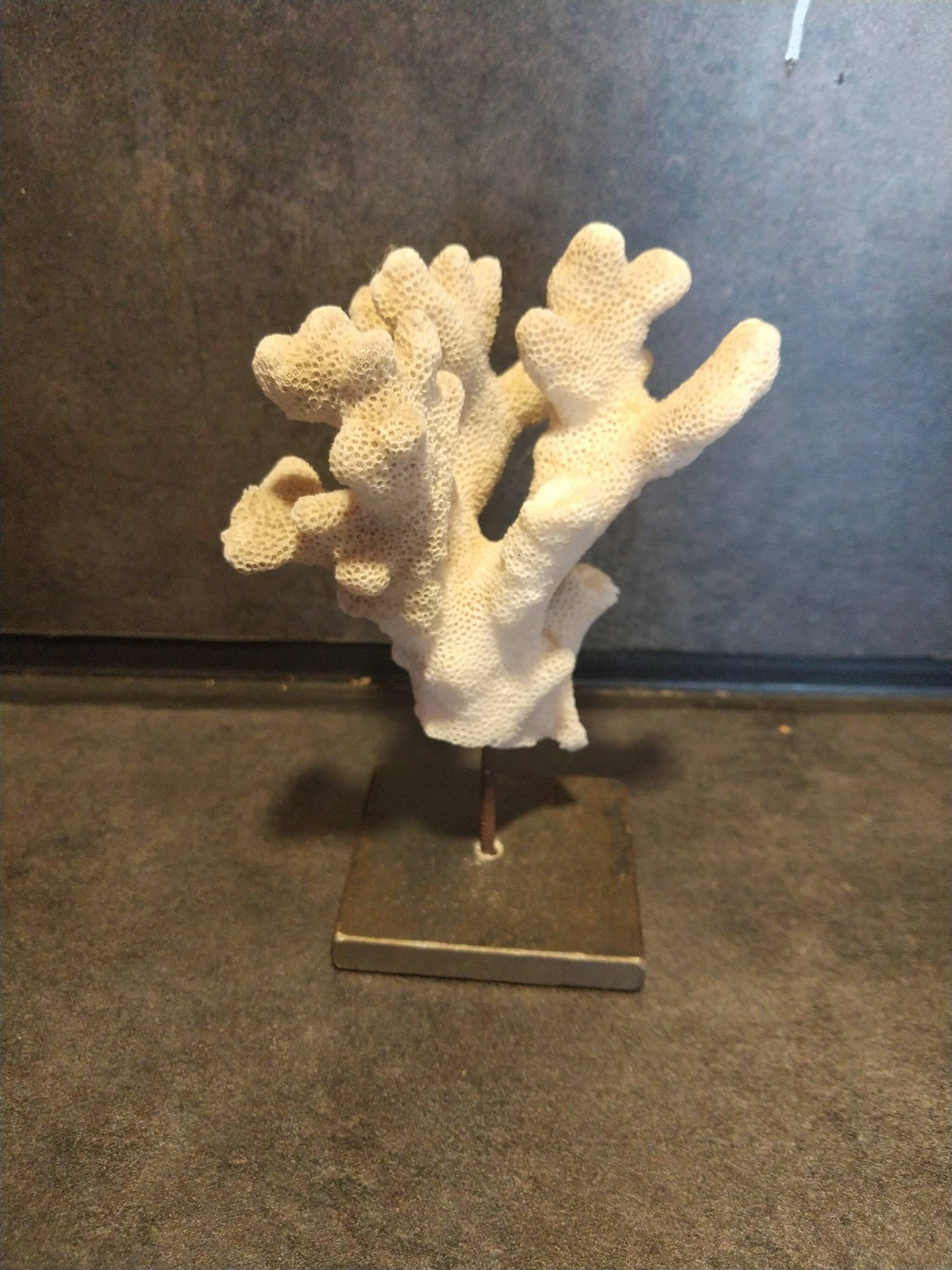 Coral on pedestal