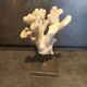 Coral on pedestal