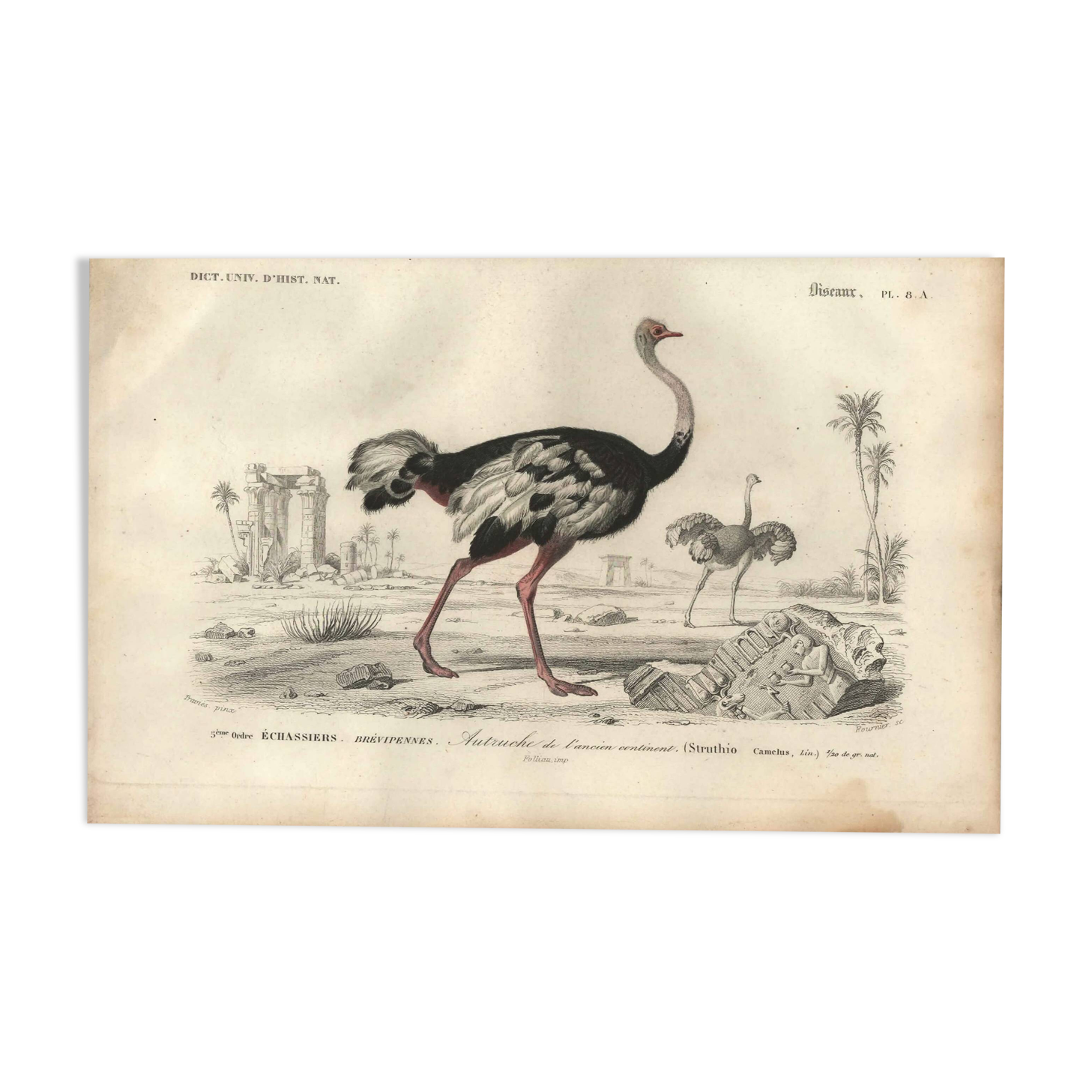 Antique engraving 1849 - Ostrich by, Africa, runner, giant egg