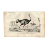 Antique engraving 1849 - Ostrich by, Africa, runner, giant egg