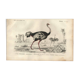 Gravure ancienne 1849 - Autruche par , Afrique, coureur, œuf géant