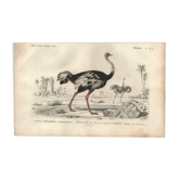 Gravure ancienne 1849 - Autruche par , Afrique, coureur, œuf géant