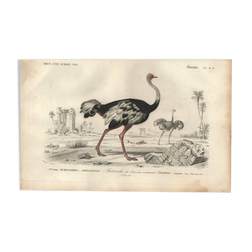 Antique engraving 1849 - Ostrich by, Africa, runner, giant egg