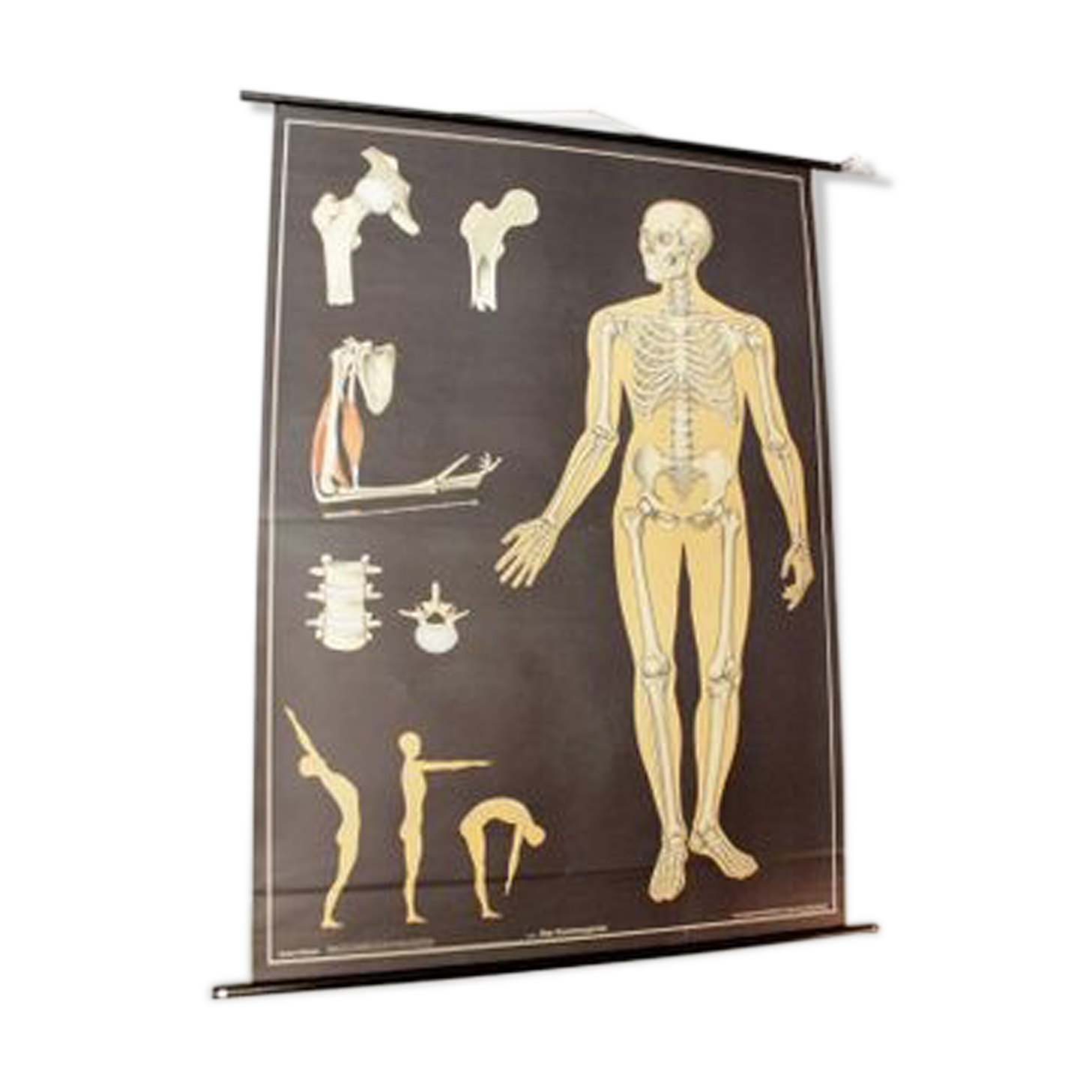 German poster anatomical Hagemann vintage, 1965