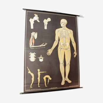 German poster anatomical Hagemann vintage, 1965