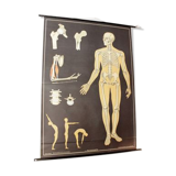 German poster anatomical Hagemann vintage, 1965