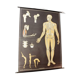 German poster anatomical Hagemann vintage, 1965