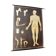 German poster anatomical Hagemann vintage, 1965