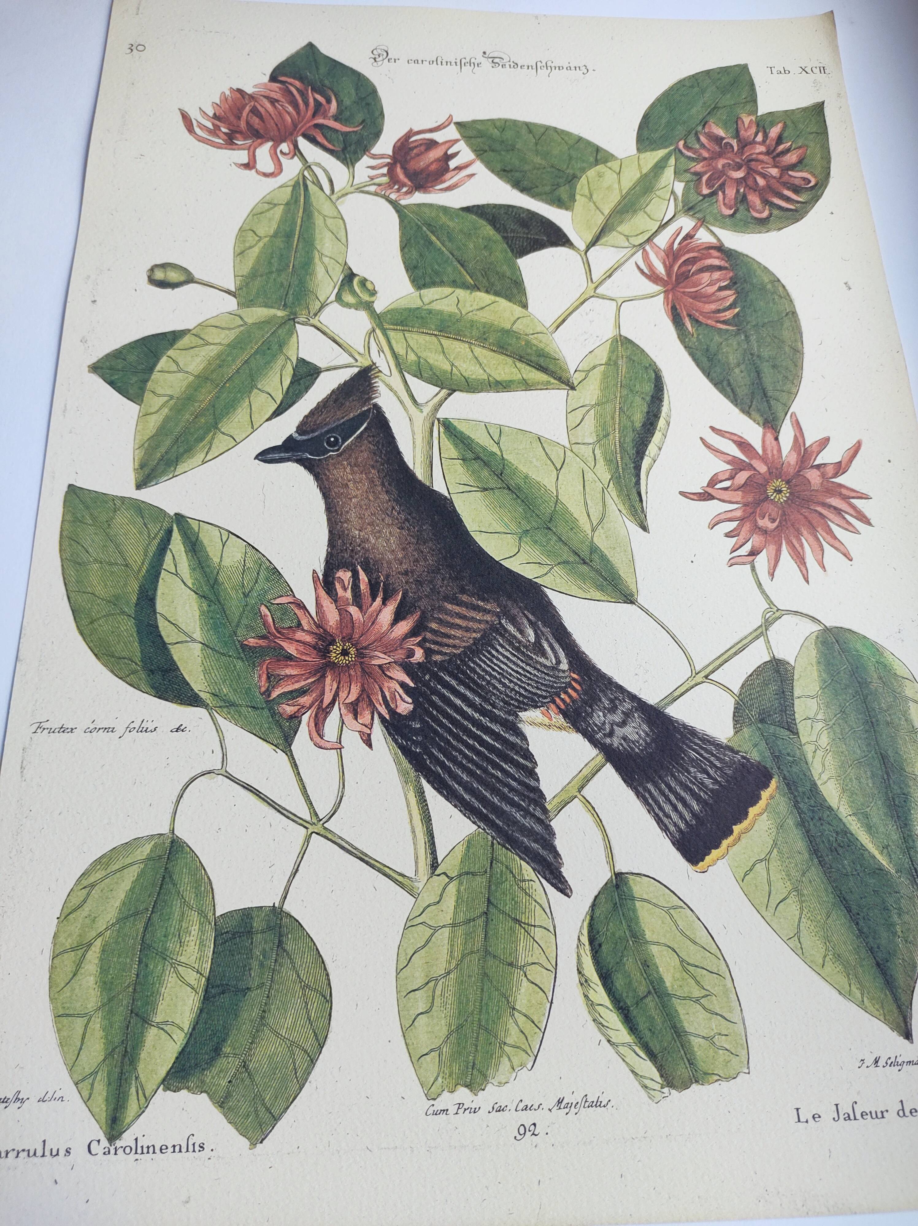 Old bird engraving - Jay Jafeur - Zoological plate by Seligmann & Catesby