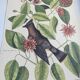 Old bird engraving - Jay Jafeur - Zoological plate by Seligmann & Catesby