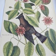 Old bird engraving - Jay Jafeur - Zoological plate by Seligmann & Catesby