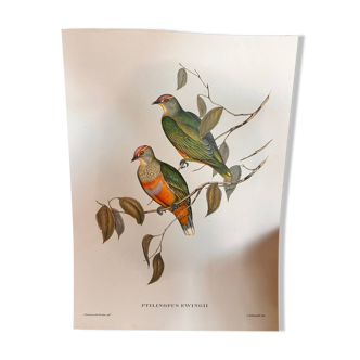 Illustrated plate by John Gould