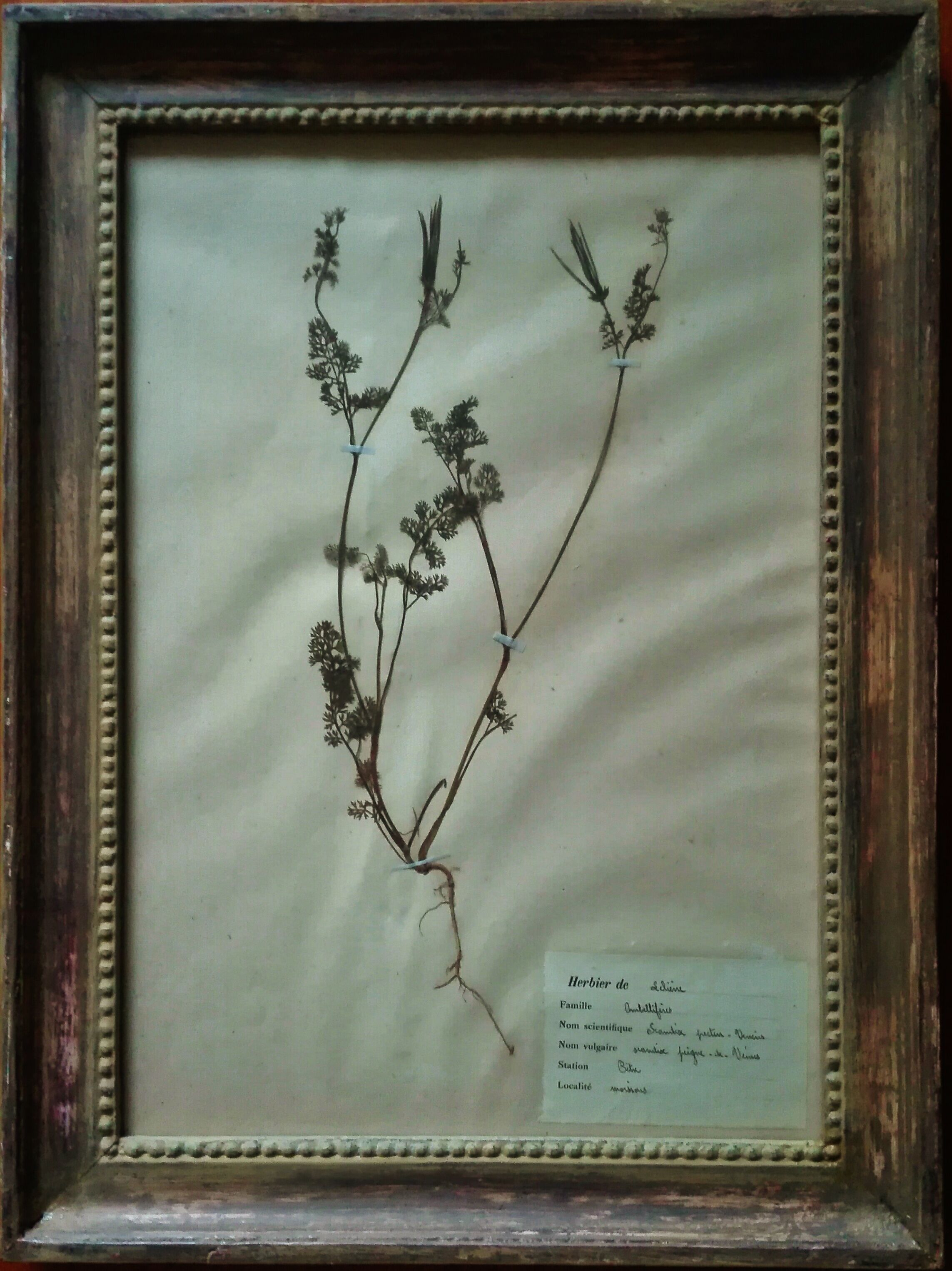 Lot de 8 planches herbier