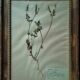 Lot de 8 planches herbier