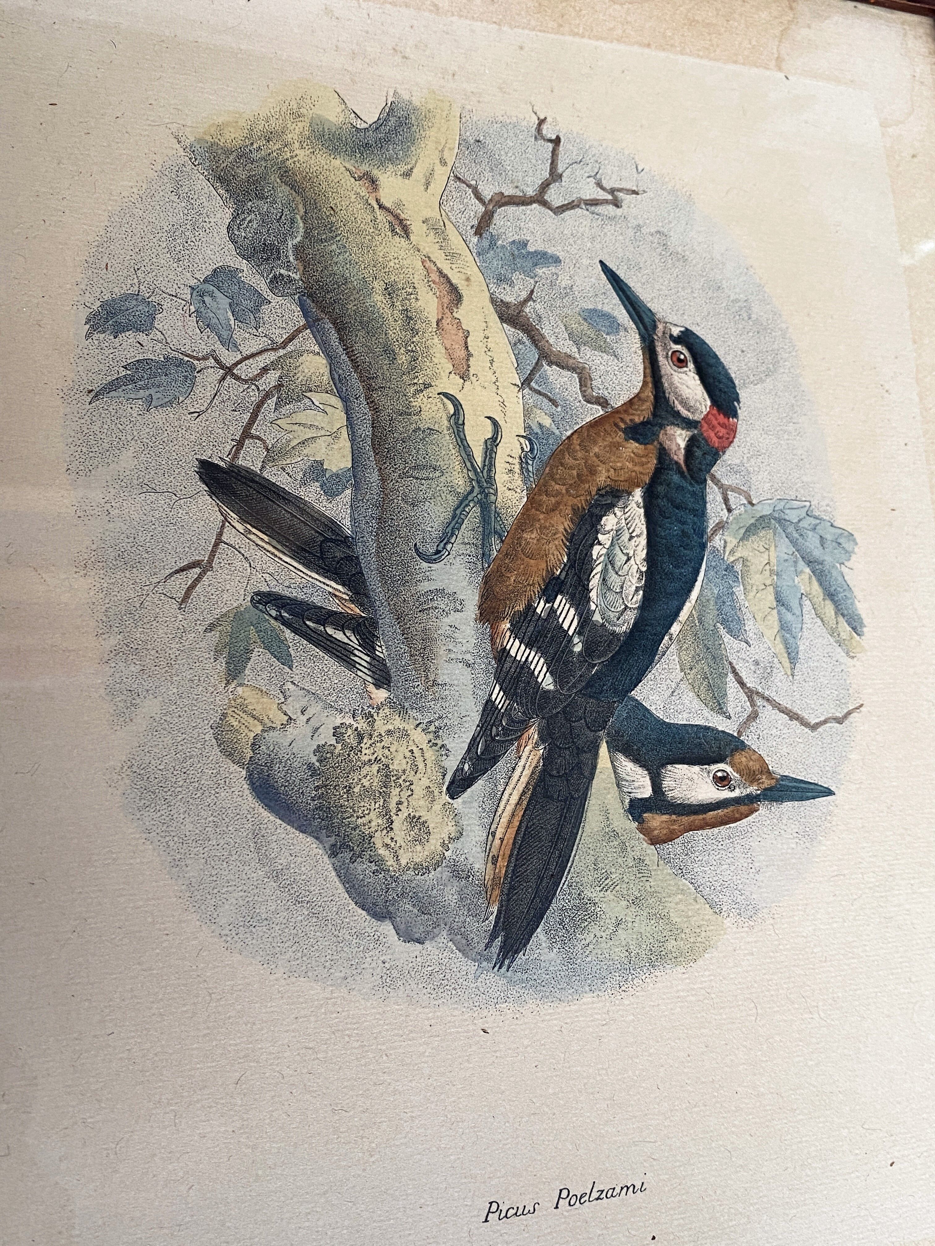 Ornithological print J.G. Keulemans "Picus Poelzami"