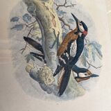Ornithological print J.G. Keulemans "Picus Poelzami"