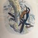Ornithological print J.G. Keulemans "Picus Poelzami"
