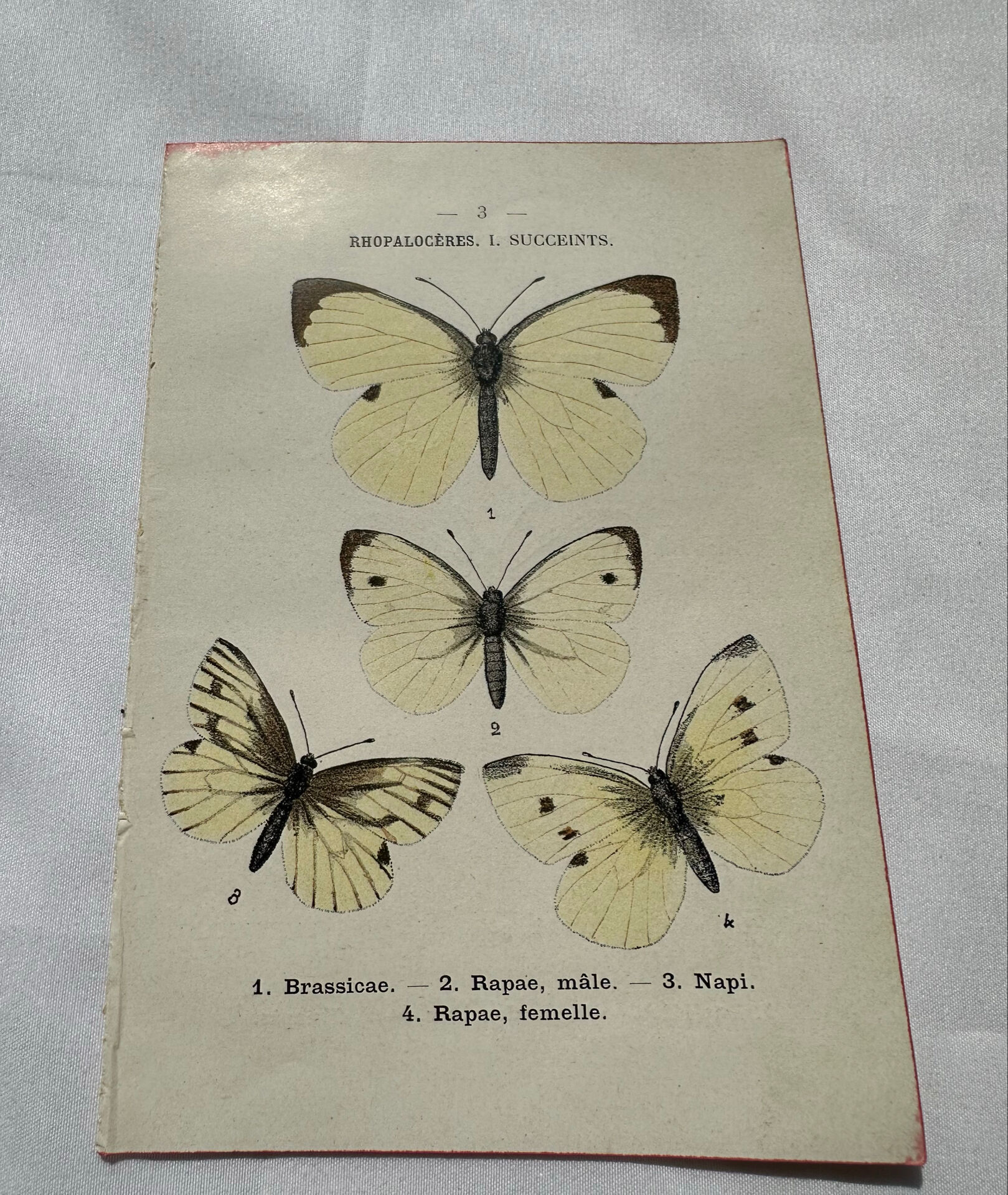Gravure naturaliste  Papillon 19eme affiche botanique originale 1800