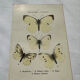 Gravure naturaliste  Papillon 19eme affiche botanique originale 1800
