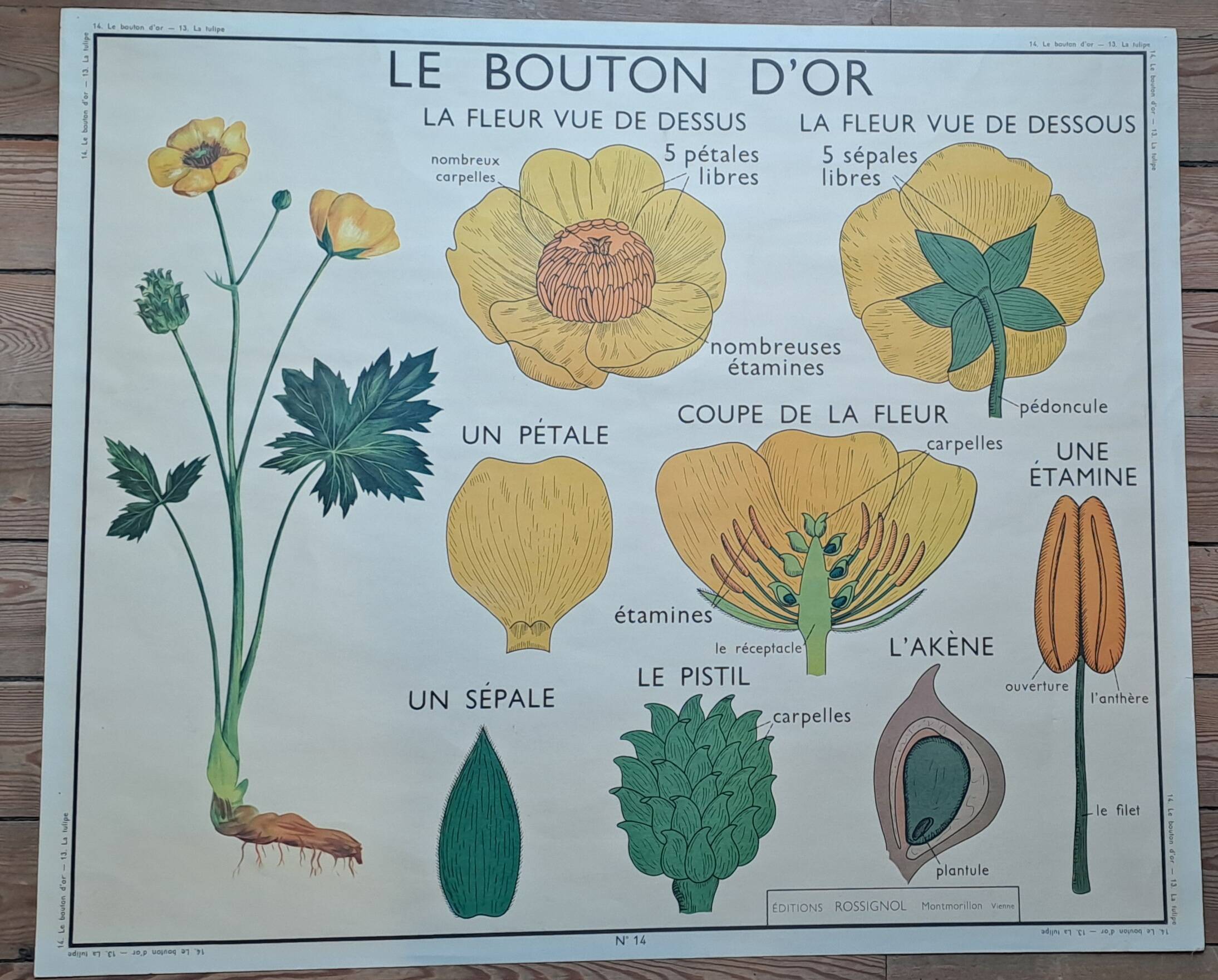 Old botanical poster “rossignol” the poppy - the wallflower