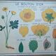 Old botanical poster “rossignol” the poppy - the wallflower