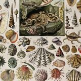 Lithographie sur les mollusques - 1930