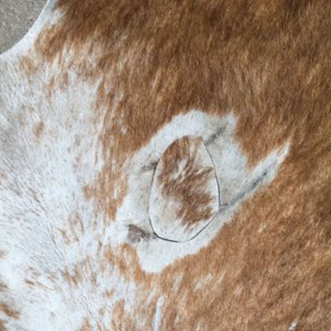 Big Cow Skin Carpet 2mx2m