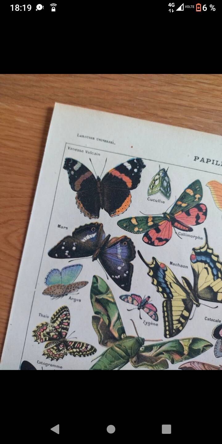 Lithograph old engraving 1900s illustrator Millot