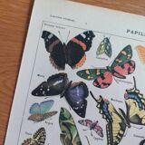 Lithograph old engraving 1900s illustrator Millot