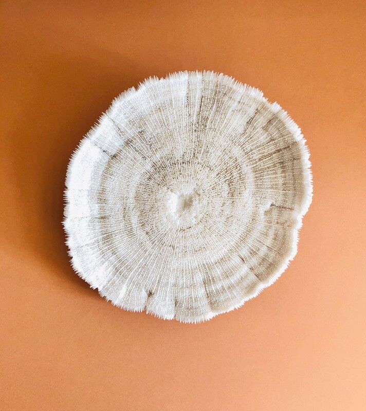 Coral fungia