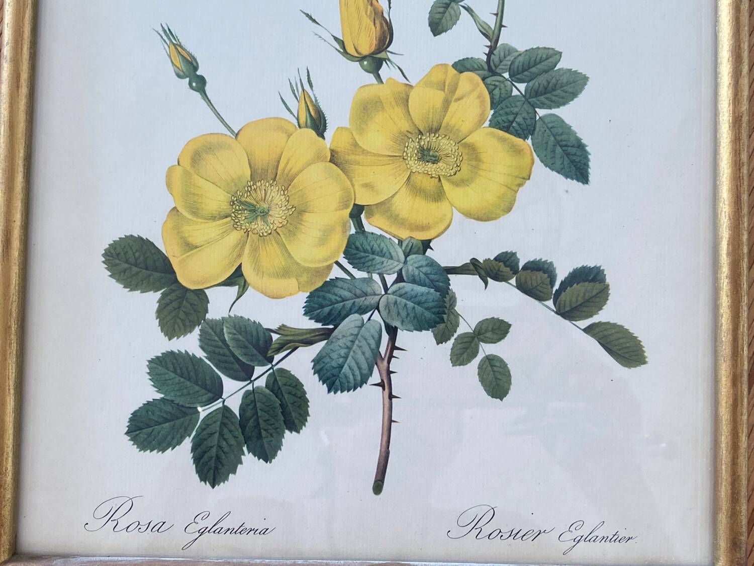 Lithographie PJ Redouté Rosier Eglantier