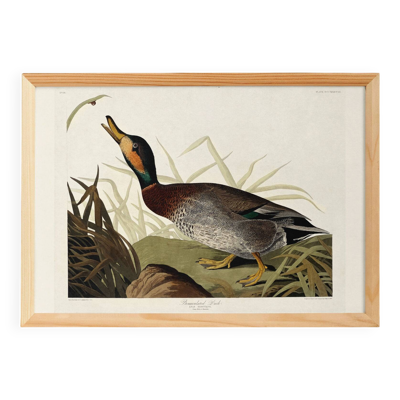 Affiche sur le Canard colvert, d’après une gravure ancienne de 1827.