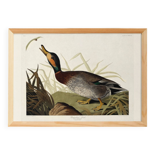 Affiche sur le Canard colvert, d’après une gravure ancienne de 1827.